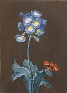 Primula Auricula ja koi (guassi)